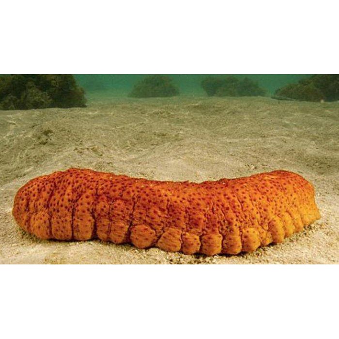 Kapsul Gamat Emas Teripang Emas Murni