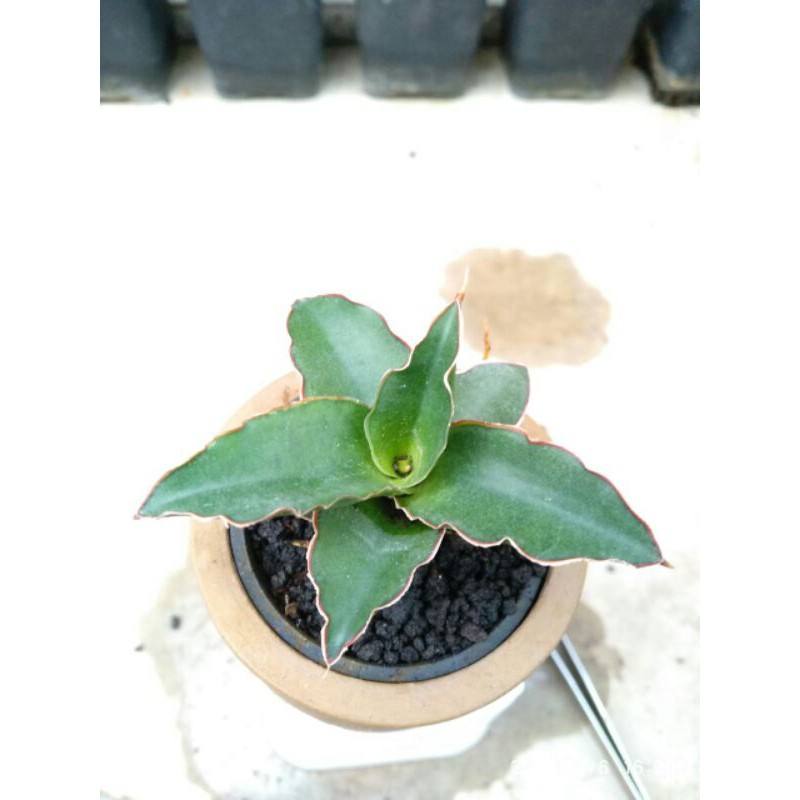 Tanaman hias mini sansevieria / sansivera hybrid mutomo x downsii