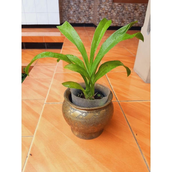 TanamanhiasAnggrekGrammatophyllumScriptumMurahberkwalitas