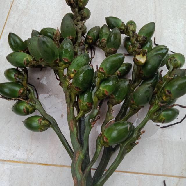 

Buah pinang muda / herbal 1kg