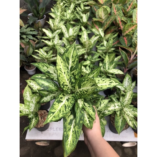 Dieffen Terang Bulan/ dieffen candi