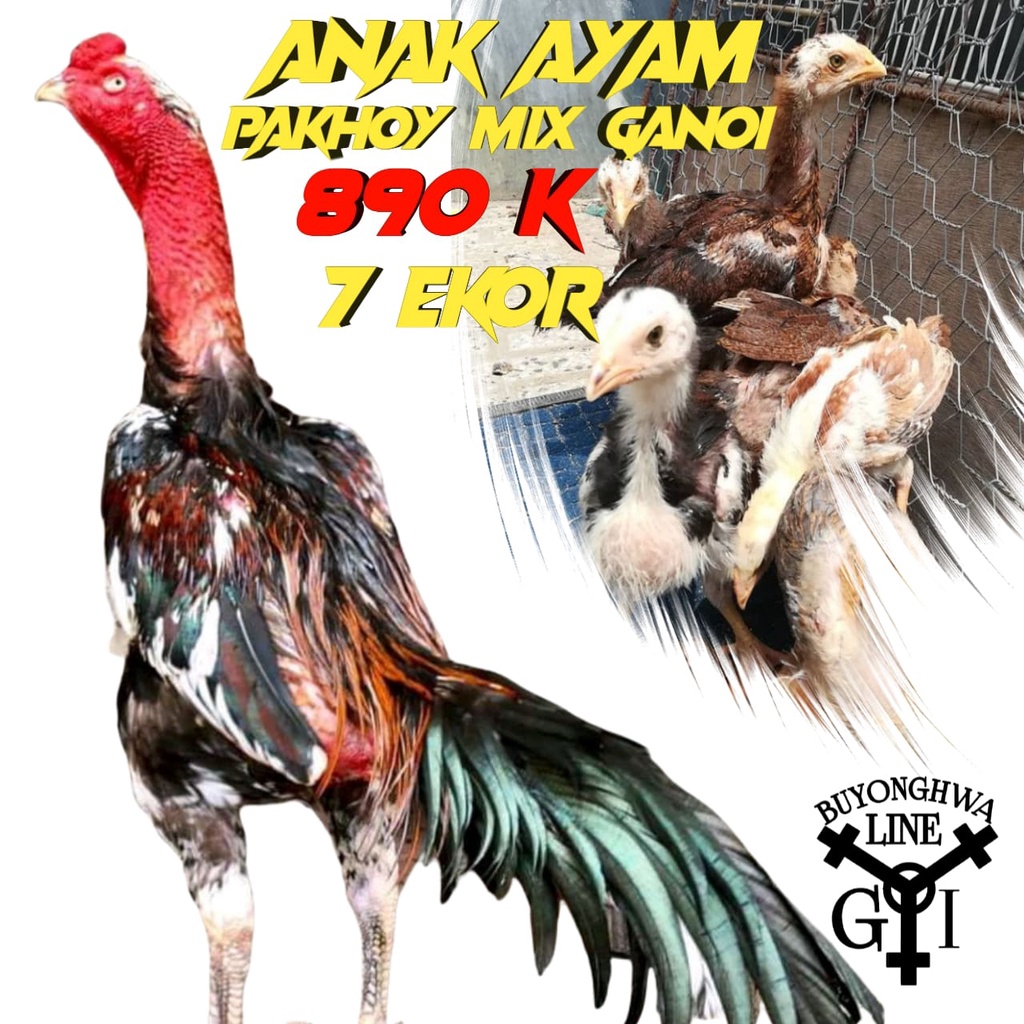 anak ayam pakhoy asli mix ganoi line 7 ekor usia 3 bulan