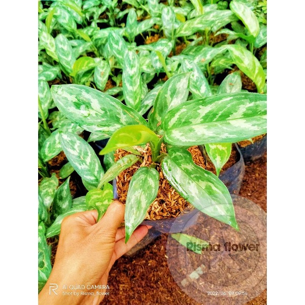 Tanaman hias pohon Sri rejeki motif army / bunga belanceng Sri rezeki