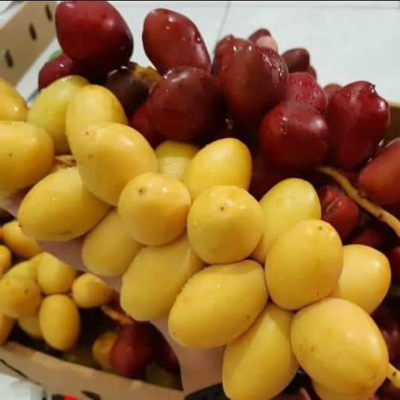 

KURMA MUDA