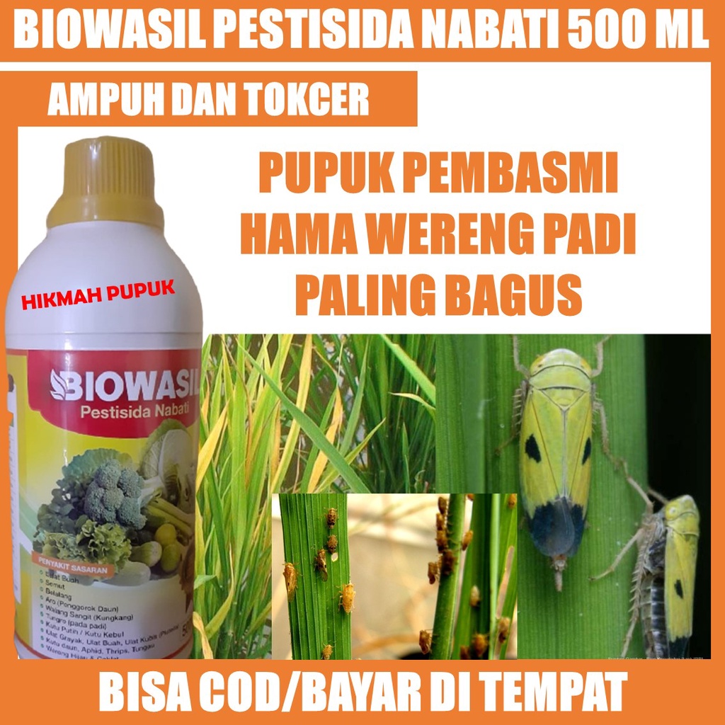 PESTISIDA 500 ML BIOWASIL - PESTISIDA HAMA WERENG PALING AMPUH, Insektisida Hama Wereng Padi Di Sawa