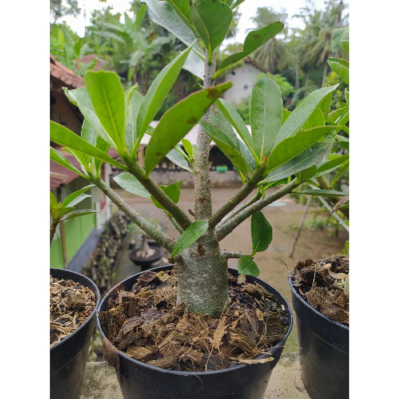 adenium thaisoco Bankla