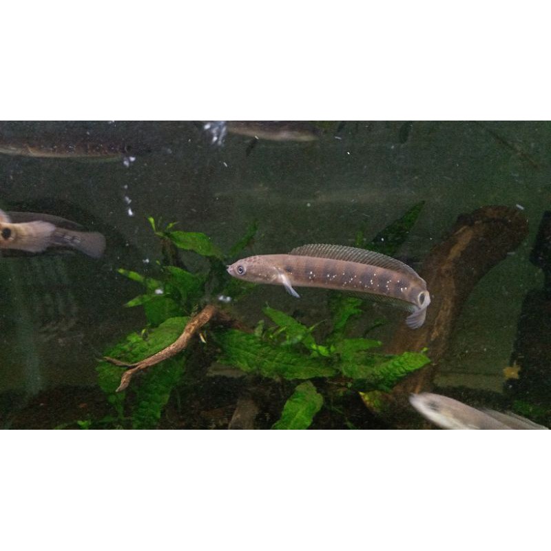 channa asiatica red stripe (RS)