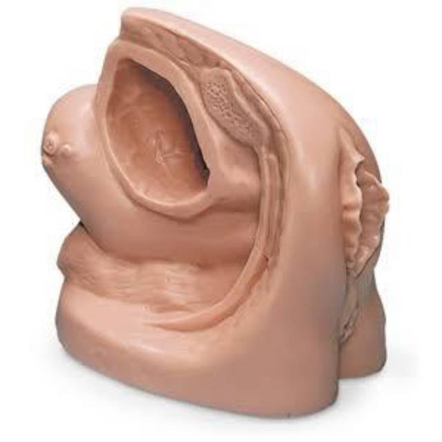 Phantom / manikin / gambar kateter wanita