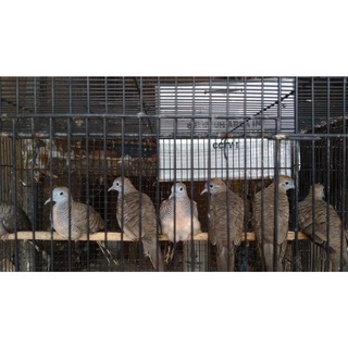 Burung Perkutut Bangkok