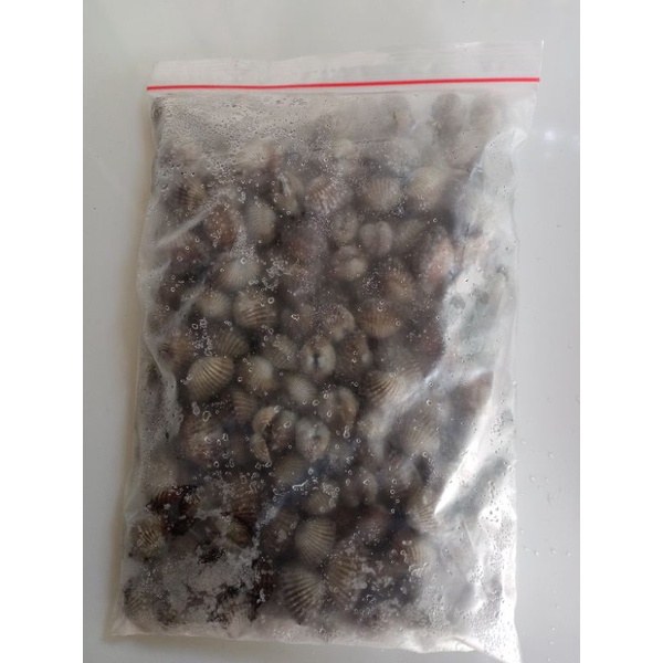 

kerang dara non kupas