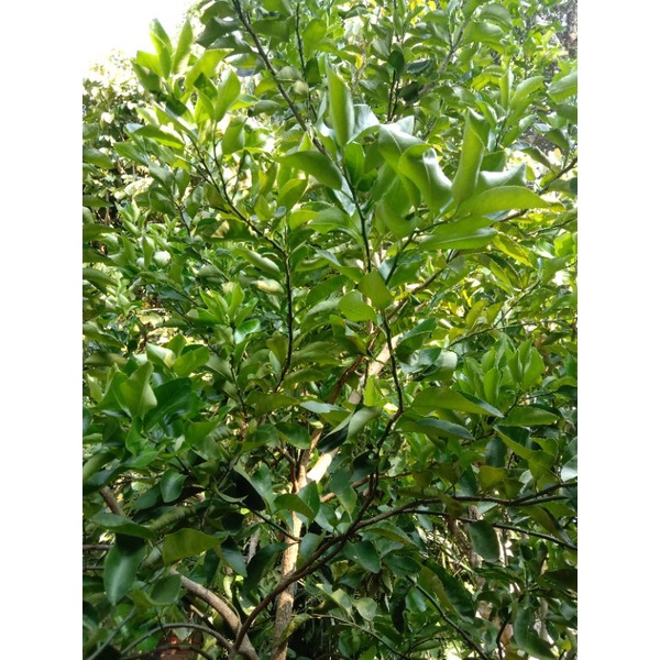 DAUN JERUK NIPIS