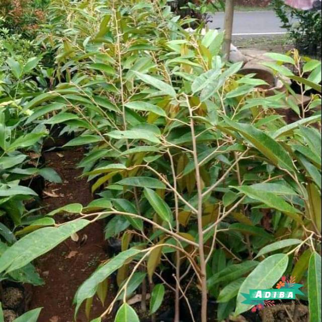 

Pohon durian-pohon duren- bibit durian
