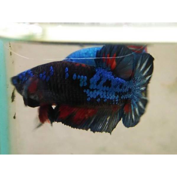 Rare Item Ikan Cupang Plakat Avatar Gordon Orx Shopee Indonesia