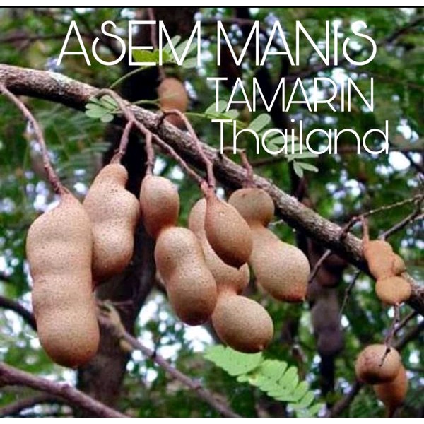 TERBAIK Terlaris Bibit buah Asem Manis Tamarin Thailand VIRALL