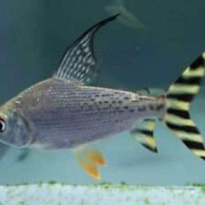 Langsung Beliii.. ikan yellow feifeng yff yelow feifeng. Berkualitas