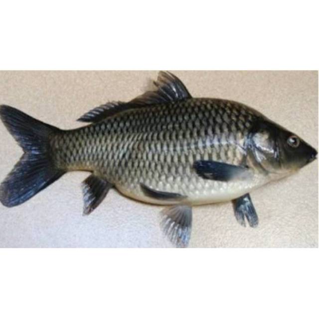 

Ikan mas