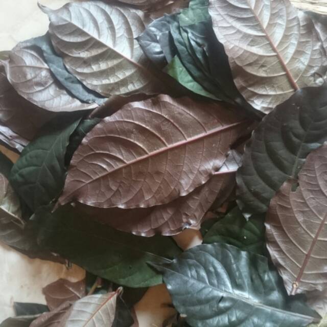 

Daun ungu/ handeuleum obat wasir ambeiyen sgar 200gr