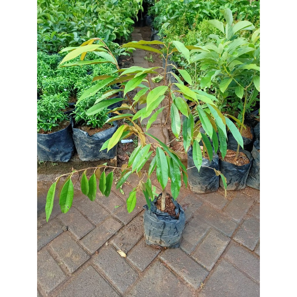 BIBIT TANAMAN POHON BUAH DUREN DURIAN MONTONG MUSANG KING MEDAN  PALU BAWOR