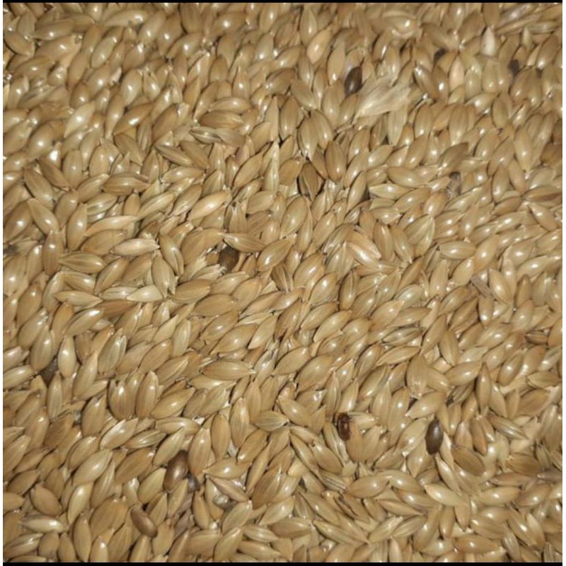 CANARY SEED/KENARI SEED MAKANAN BURUNG CANARY