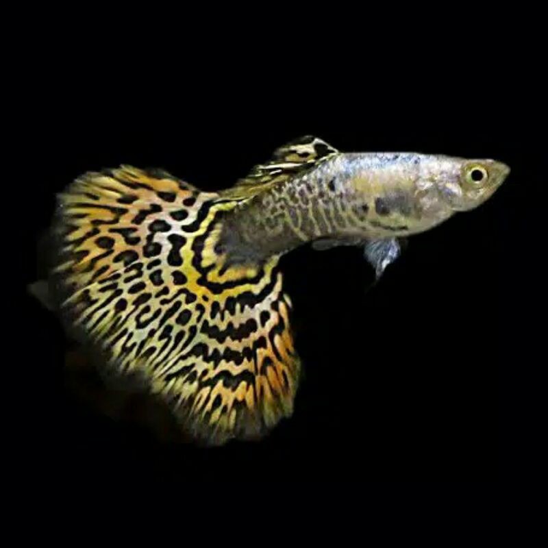 

Ikan hias guppy platinum tiger