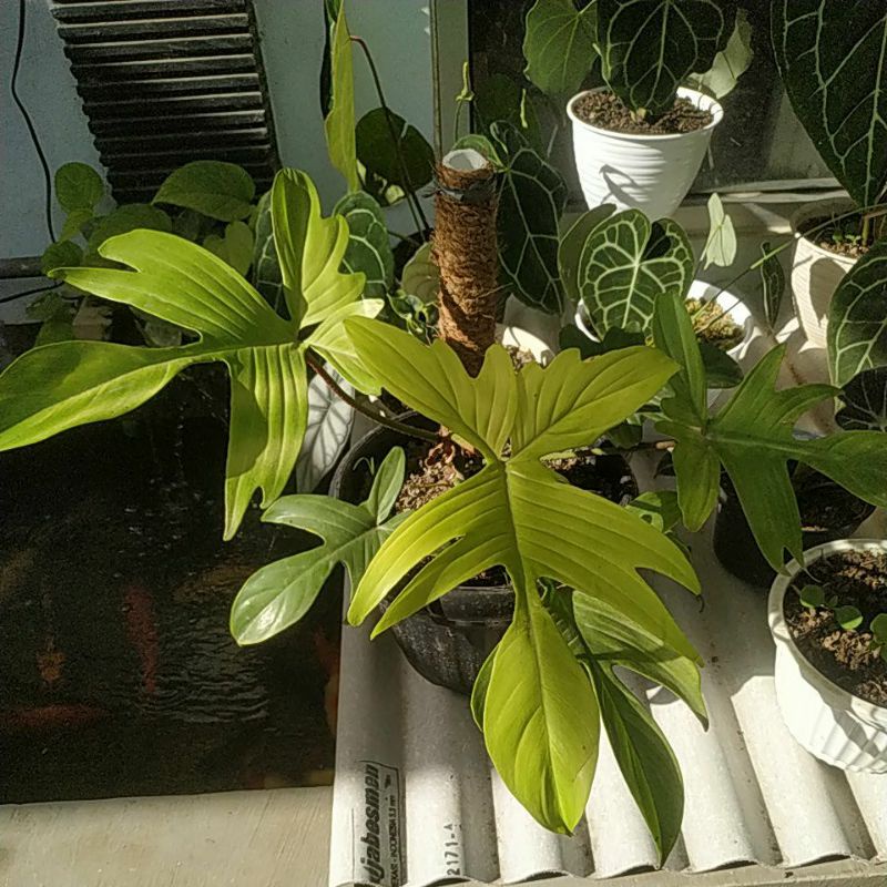 philodendron Florida Ghost Mint