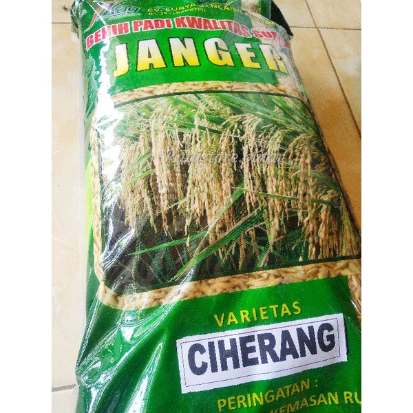 BENIH PADI CIHERANG JANGER 5 KG|BENIH BERGARANSI|CIHERANG JANGER TERBAIKBENIH MURAH|BENIH KUALITAS B