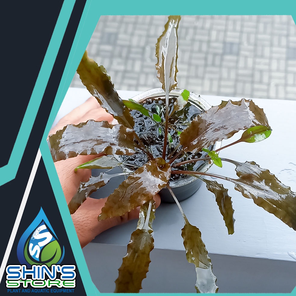 Cryptocoryne wendtii Brown