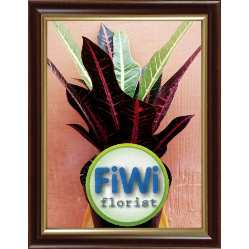 Tanaman hias daun puring pink merrydian