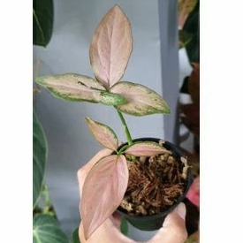 syngonium pink emerald