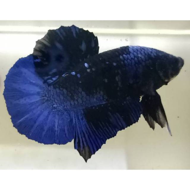 Ikan Cupang Avatar / Blue Black Line