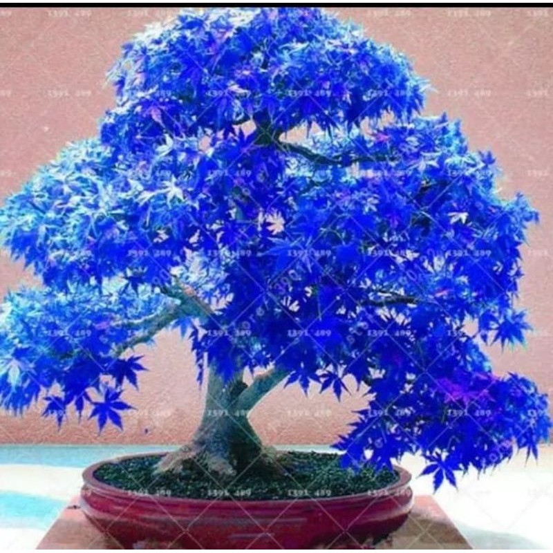 Benih Biji Pohon Japanese Maple Blue