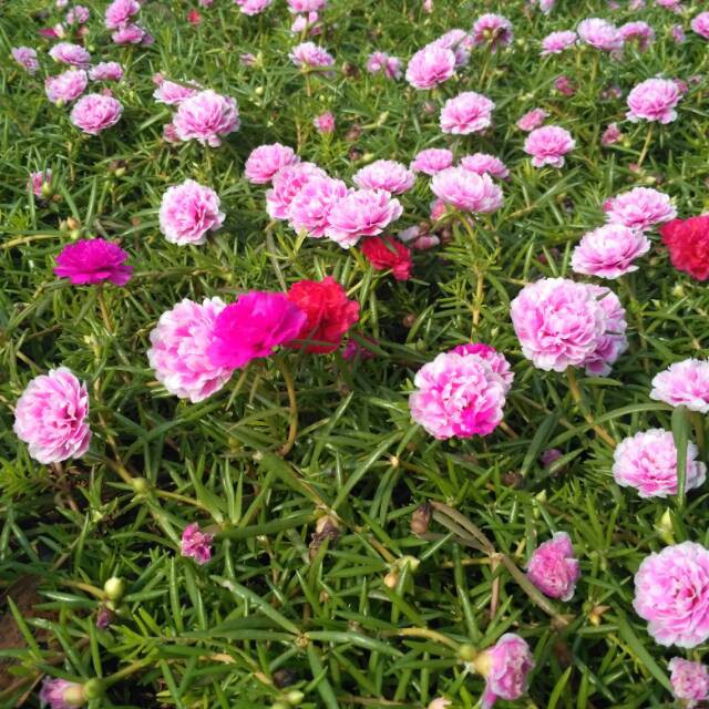 Tanaman bunga sutra bombai Bunga tumpuk / Krokot Kembang Jam 8