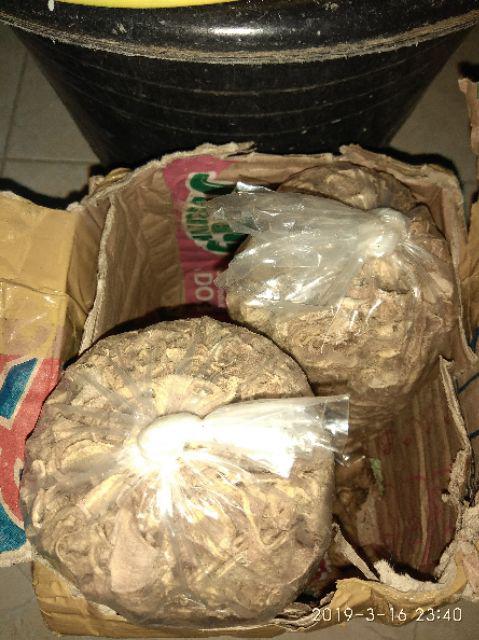 Jual Bibit Anggrek Merpati Murah Murah