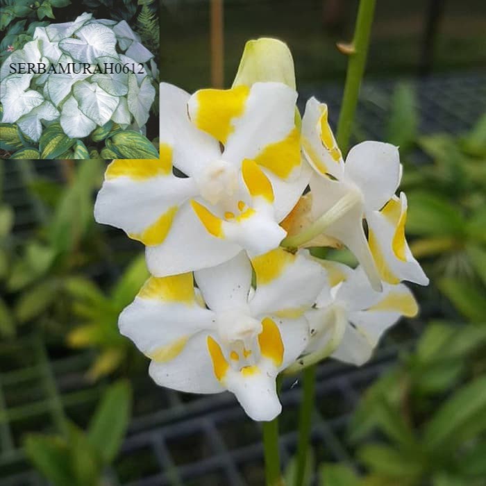 seedling anggrek doritis pulcherima yellow - SERBAMURAH0612