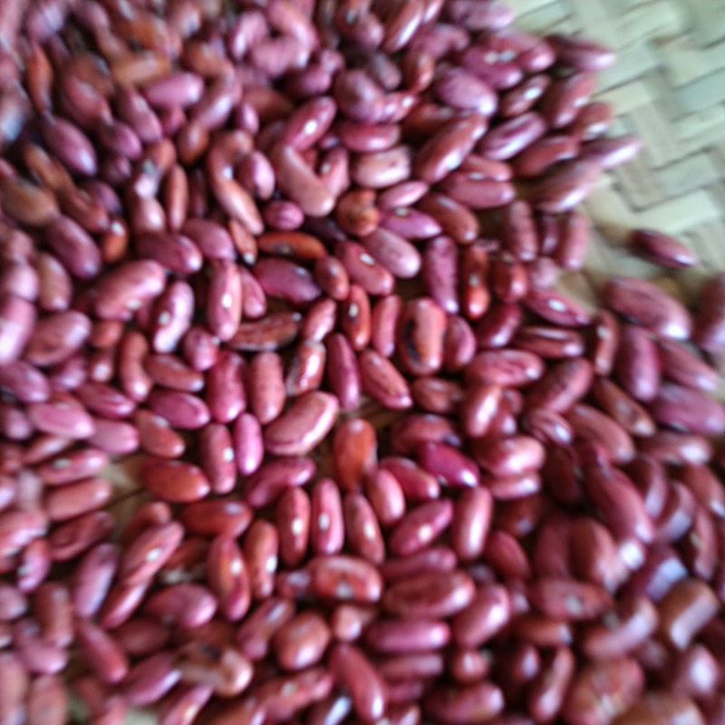 

kacangmerahlokal