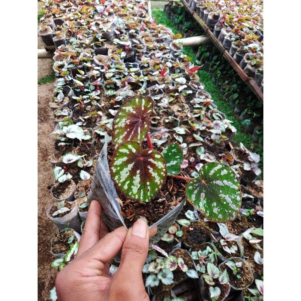 BEGONIA BANYAK JENIS