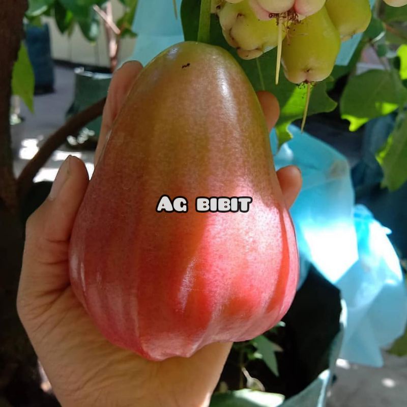 Bibit Jambu Air King Rose Super Jumbo