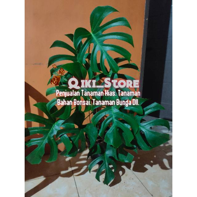 Bibit Monstera - Bibit Tanaman Hias Monstera king - Tanaman Indor Monstera giant