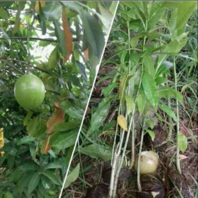 Pohon Bintaro - Tanaman Pelindung Bibit Pohon Bintaro