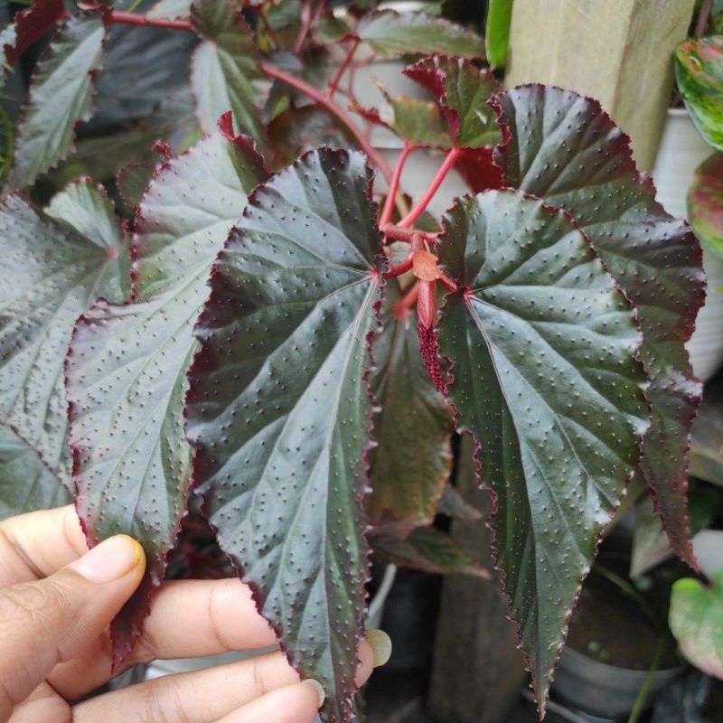 begonia hitam merah