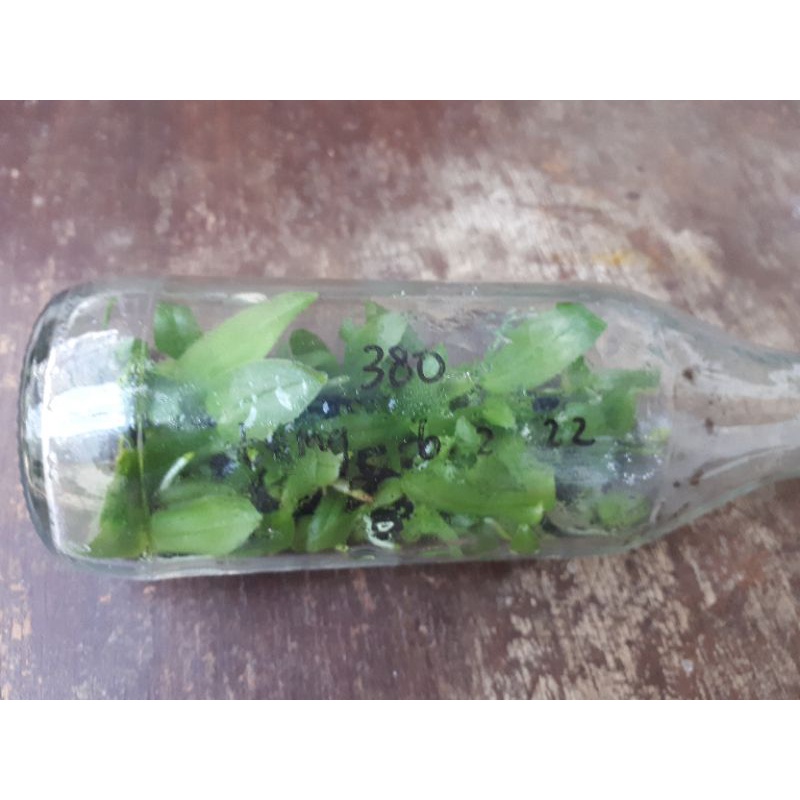 Anggrek bulan botolan siap aklim