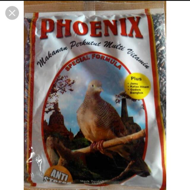 PHONIEK perkutut ketan hitam