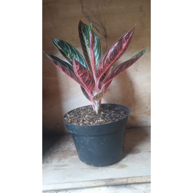 aglonema red Sumatra/ pride of Sumatra