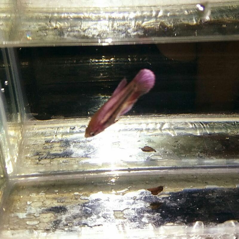 CUPANG BABY FEMALE HALFMOON ROSEGOLD COOPER LINE SUPER GOLD