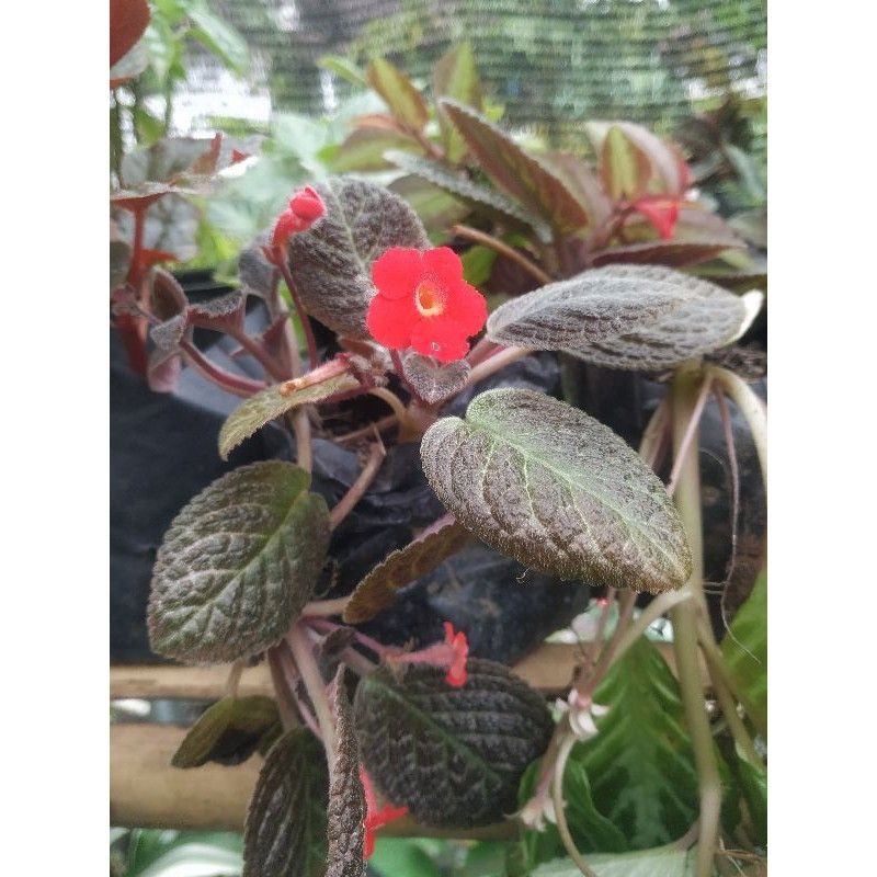 EPICIA MERAH#BUNGA EPICIA MERAH