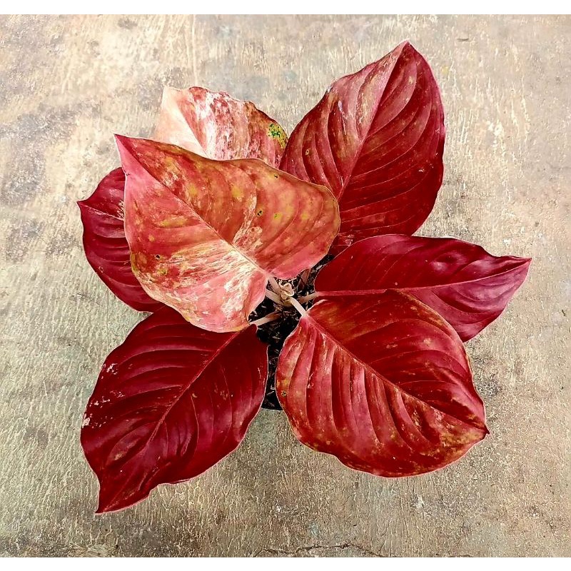 Aglonema Red Striptis Mutasi / Tanaman hias bunga aglonema aglaonema Red Striptis Mutasi Berkualitas