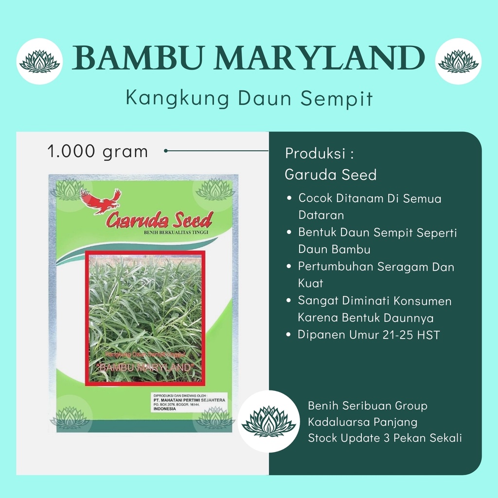 1 KG Bibit Kangkung Daun Sempit Unggul BAMBU MARYLAND 1kg Benih Sayuran Kangkung Tipe Serimpi Tanama