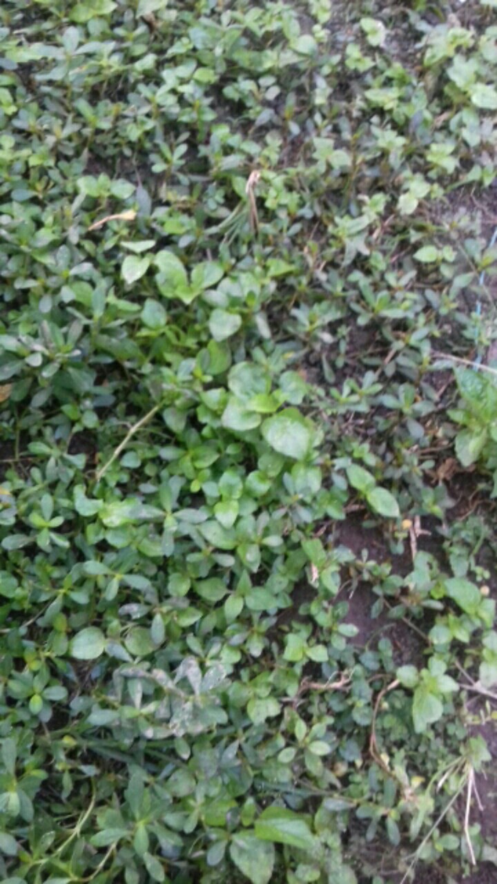 Hanger Gawang Baju Palang Kotak 120cm