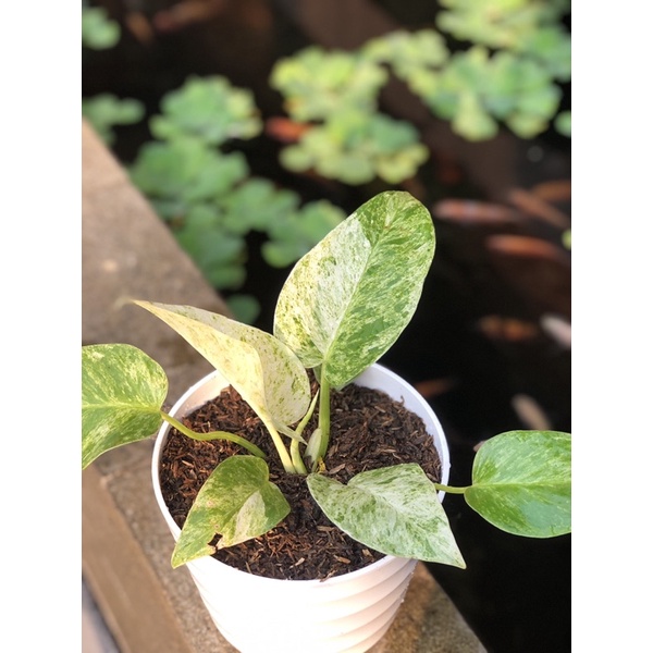 Tanaman Hias Philo Marble Variegata