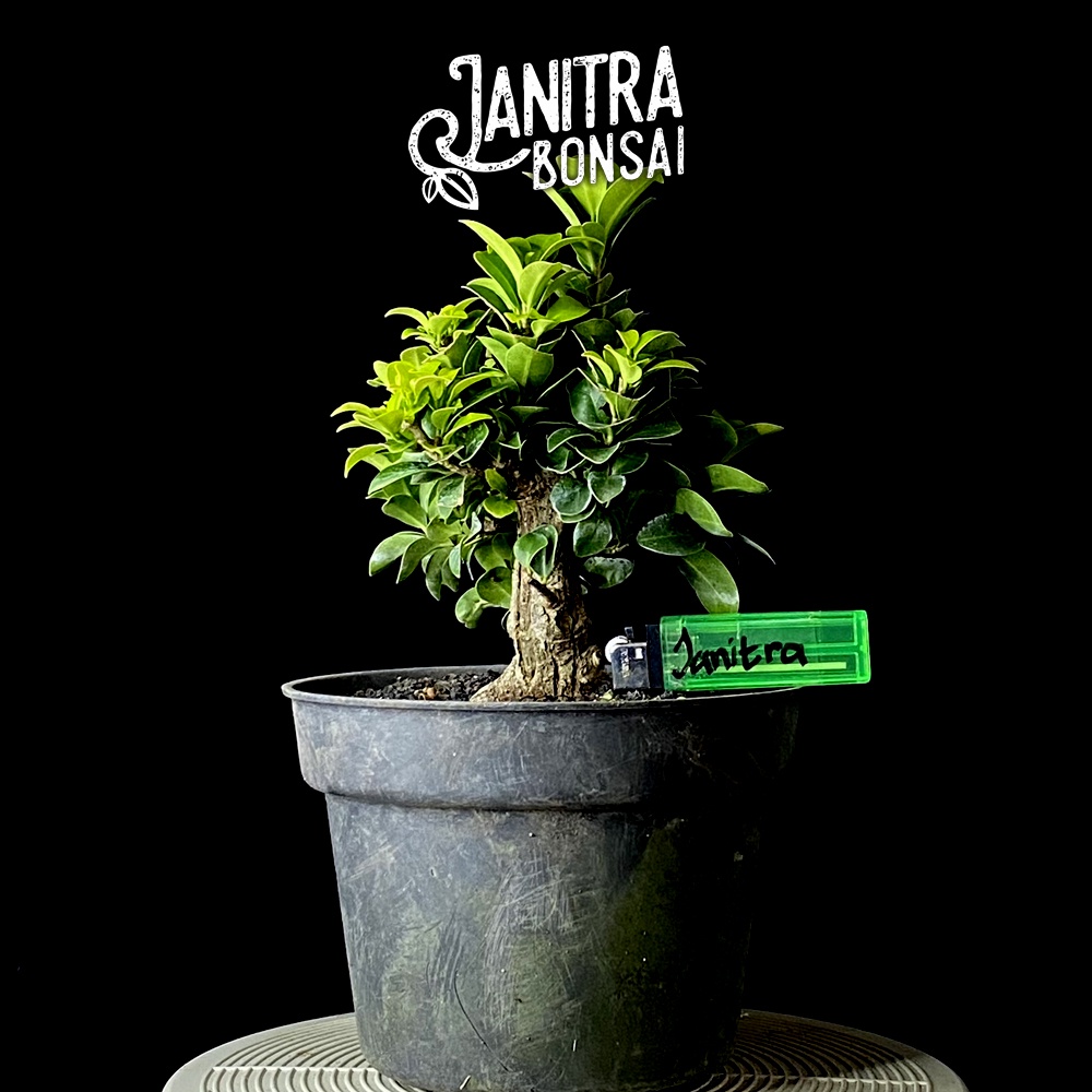 Bonsai ficus compacta beringin compacta prokar